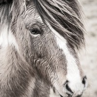 Laura Marshall - Elska III BW