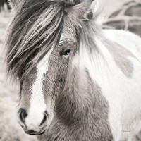 Laura Marshall - Elska IV BW
