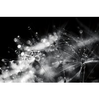 Laura Marshall - Dandelion Abstract II